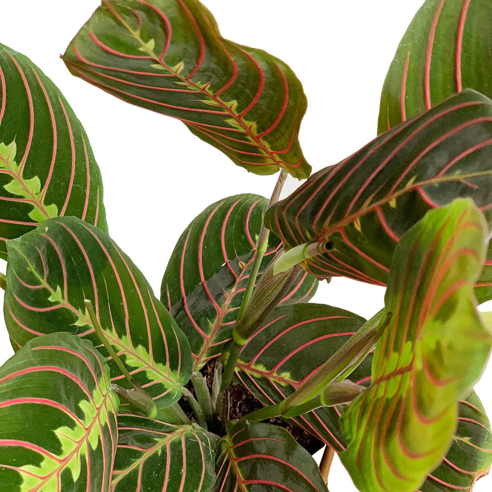 Set of Potted Easy-Care Lush Houseplants - Bundle of Lush Easy-Care Plants Philodendron Scandens Brasil & Chinese Evergreen & Maranta Tricolor 6” - Buy set of repotted easy-care indoor plants for delivery at Planteia
