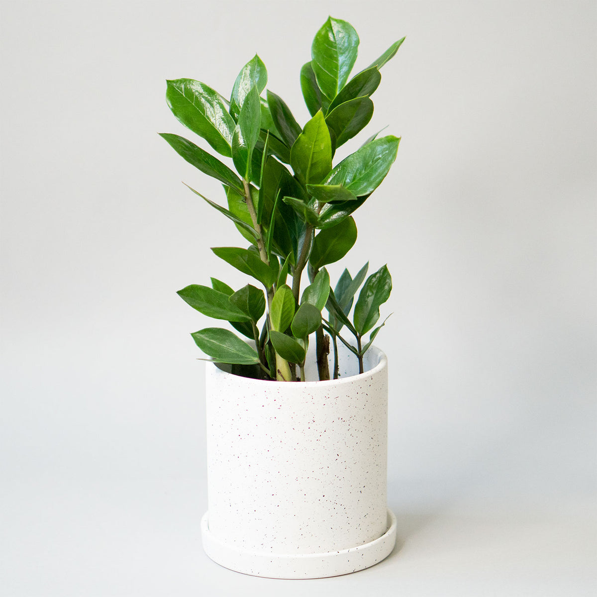 Easy-Care Plants
