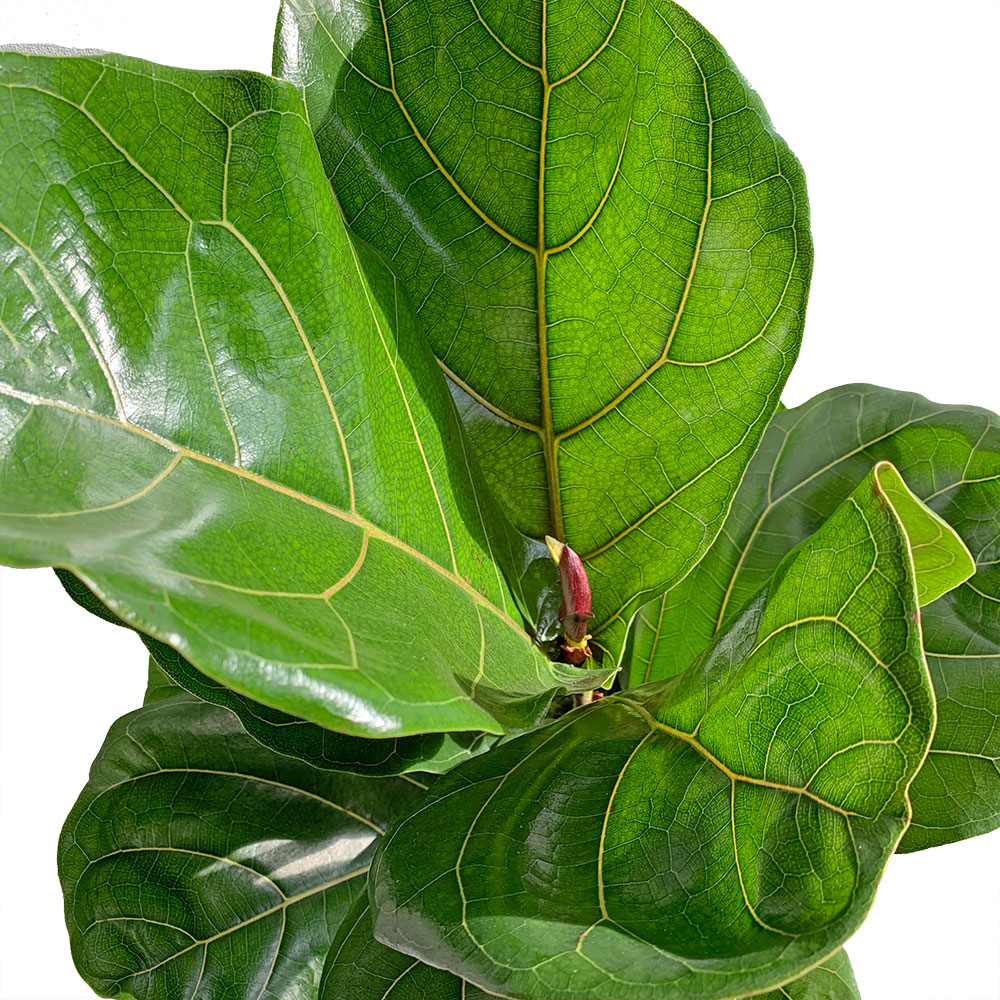 Leaves of Fiddle Leaf Fig - Set of Potted Easy-Care Trendy Houseplants - Bundle of Trendy Easy-Care Plants Monstera Adansonii & Fiddle Leaf Fig 6” - Buy set of repotted easy-care popular indoor plants Monstera Adansonii & Fiddle Leaf Fig for delivery at Planteia