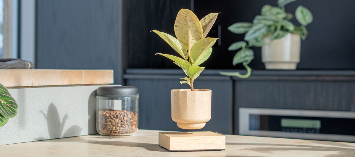 Load video: Levitating plant | Levio | Floating plant