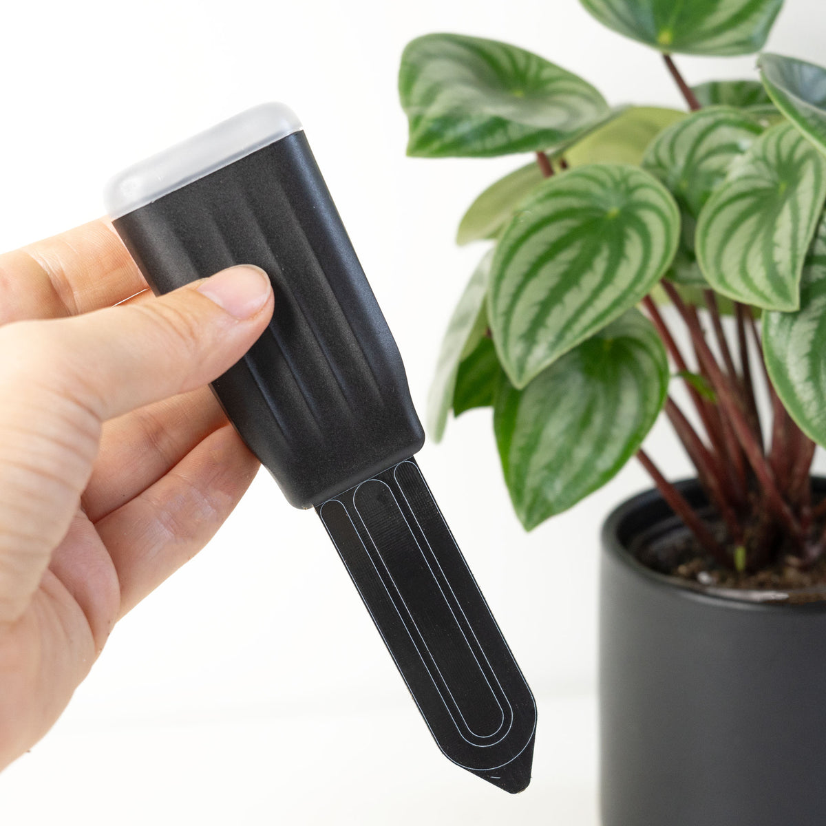 Gardy Х 2 - for a plant couple