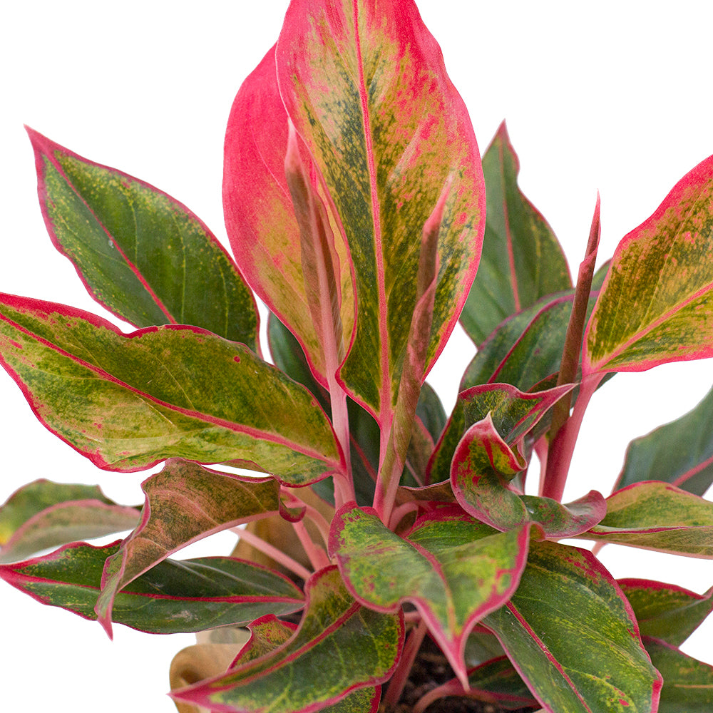 Set of Potted Easy-Care Lush Houseplants - Bundle of Lush Easy-Care Plants Philodendron Scandens Brasil & Chinese Evergreen & Maranta Tricolor 6” - Buy set of repotted easy-care indoor plants for delivery at Planteia