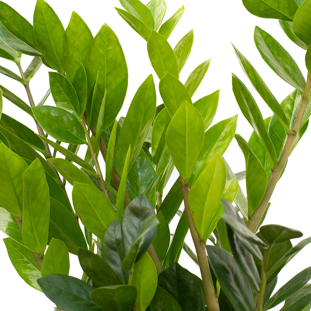 Leaves of ZZ Plant - Set of Potted Easy-Care Houseplants - Bundle of Lush Easy-Care Plants Snake Plant Laurentii & ZZ Plant Zamioculcas 6” - Buy set of repotted easy-care indoor plants Snake Plant Laurentii & ZZ Plant for delivery at Planteia