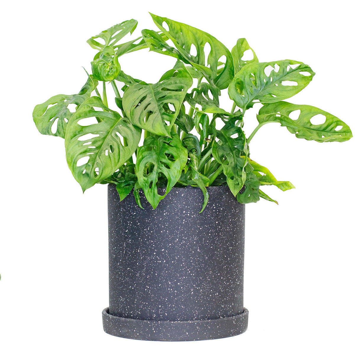 Set of Potted Easy-Care Trendy Houseplants - Bundle of Trendy Easy-Care Plants Monstera Adansonii & Fiddle Leaf Fig 6” - Buy set of repotted easy-care popular indoor plants Monstera Adansonii & Fiddle Leaf Fig for delivery at Planteia