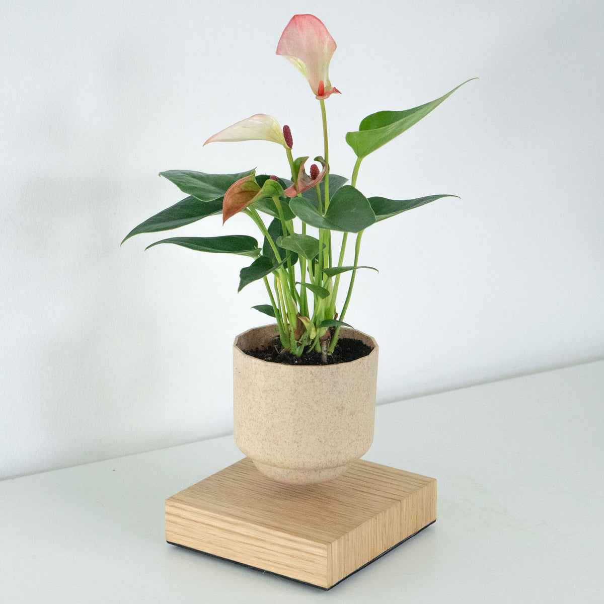 Levio Anthurium