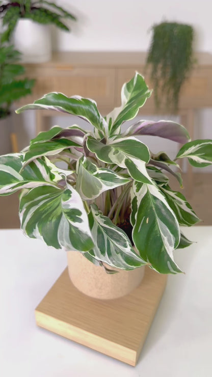 Levio Anthurium