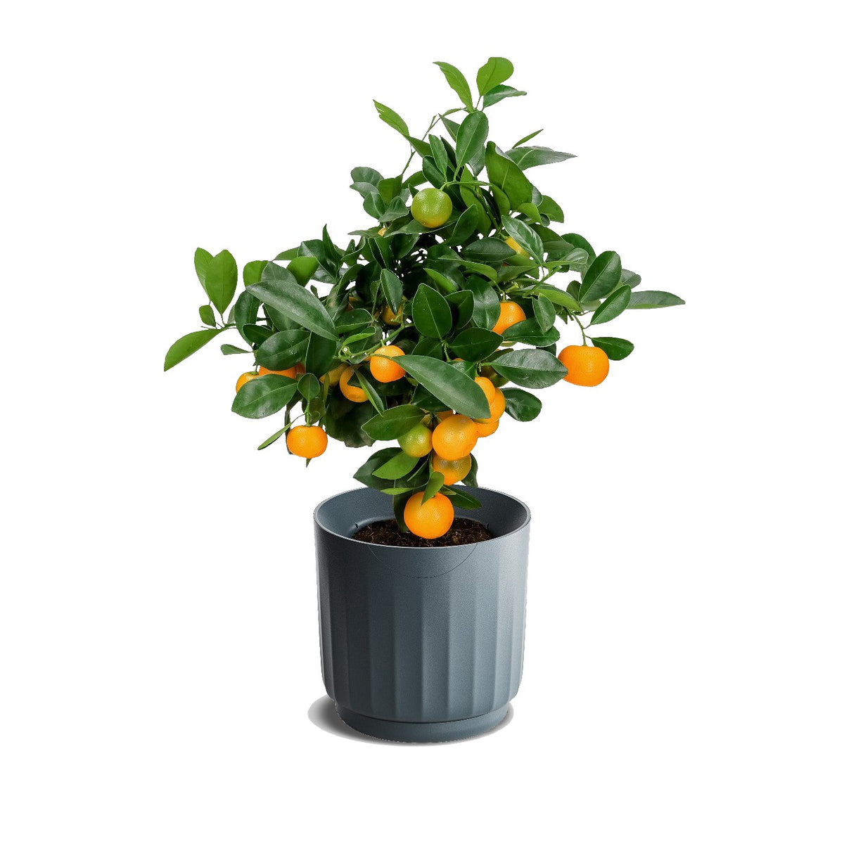 LYF (Graphite) Х 3 - for a plant crew