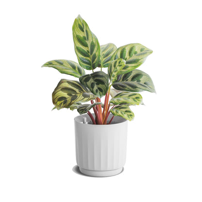LYF - Smart Planter (White)