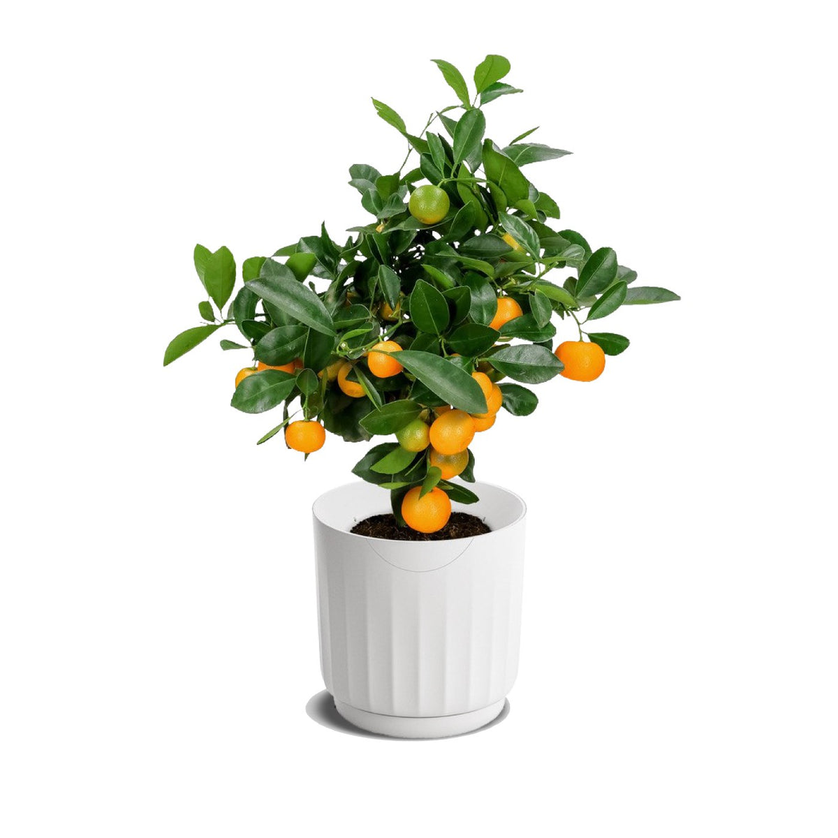 LYF - Smart Planter (White)