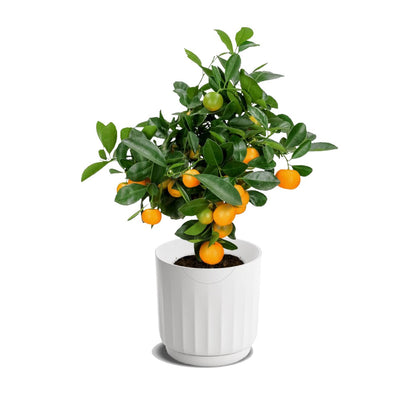 LYF - Smart Planter (White)