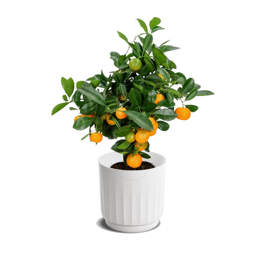 LYF - Smart Planter (White)